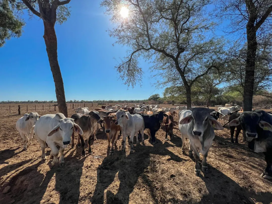 Abate de novilhas supera o de vacas adultas, de mais de 36 meses, em Mato Grosso, e mais da metade do que o estado abateu em setembro tinha até dois anos