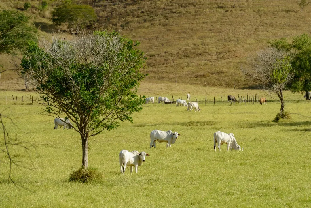 Venda de sêmen sobe 11,5% e o pecuarista já contratou o cocho de 2027