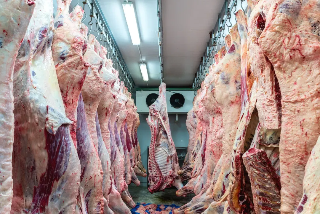 Atacado firme segura o preço do boi enquanto embarques de carne bovina caem 26% em agosto