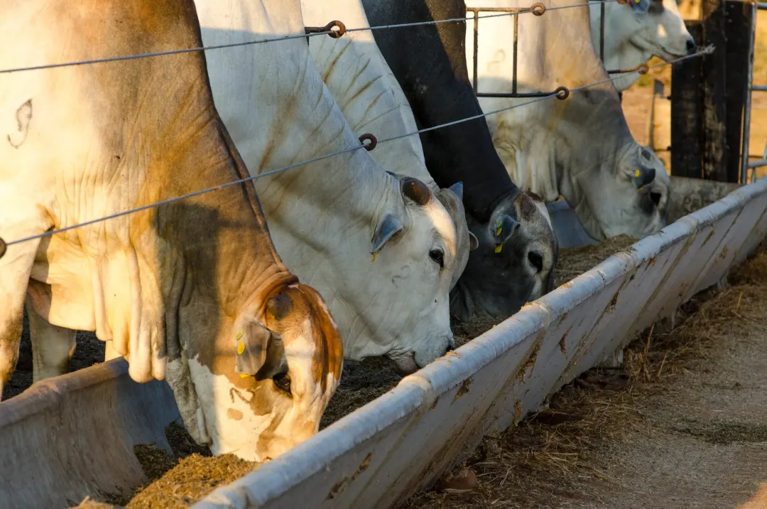 Alimentação 9,38% mais barata e lucro 13,63% menor: o paradoxo do confinamento no Centro-Oeste