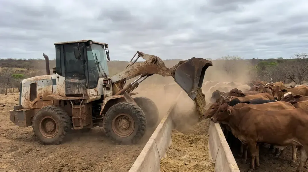 Carregadeira compacta enchendo cocho em confinamento de gado de corte