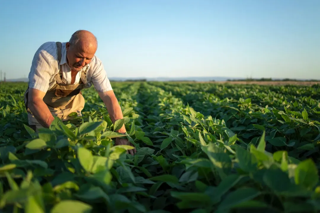 Crédito rural deixa 8,8 milhões de hectares sem financiamento de custeio em um ano, aponta a Farsul