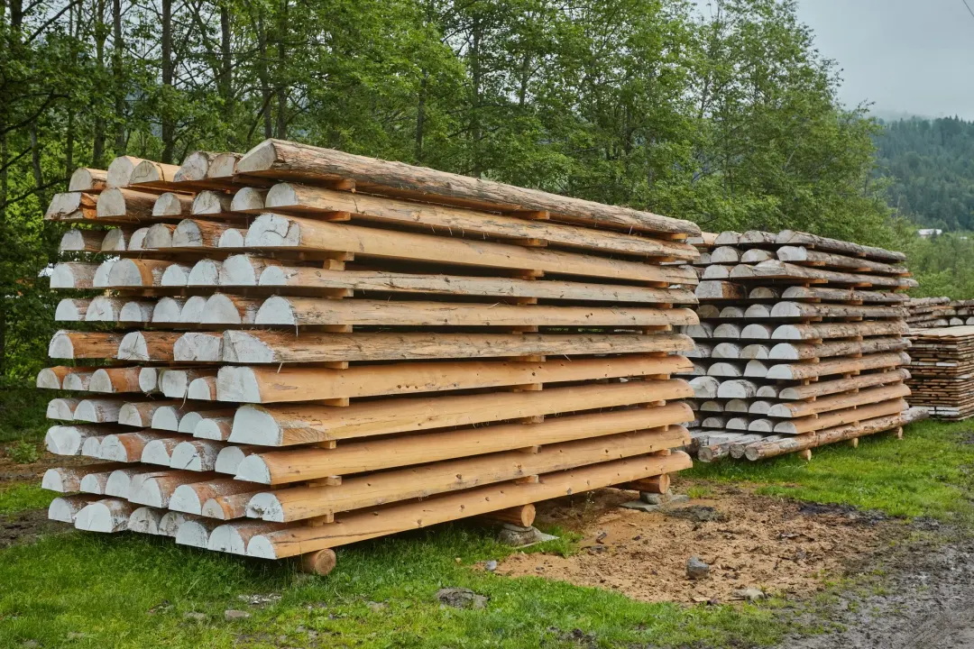Setembro embarcou menos madeira serrada de pinus, e o valor médio foi de US$ 521,59 por tonelada