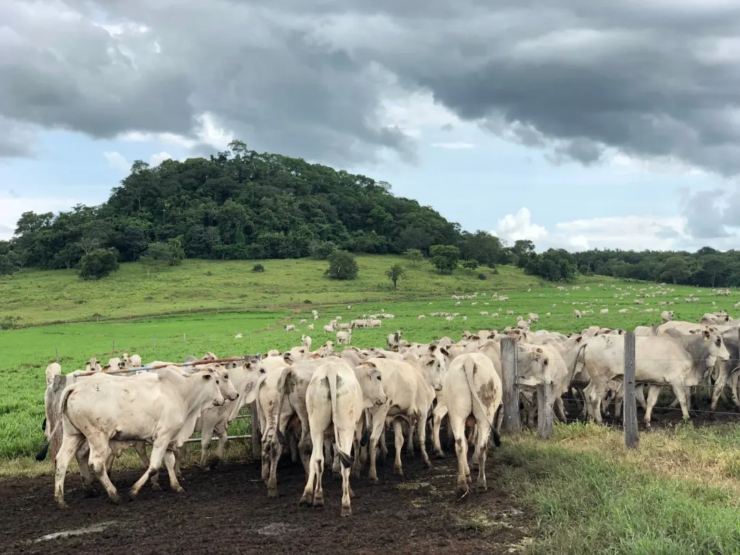 Lula diz que Uruguai cedeu excedente de cota de carne à China, e outubro é o único mês que serve para o Brasil embarcar