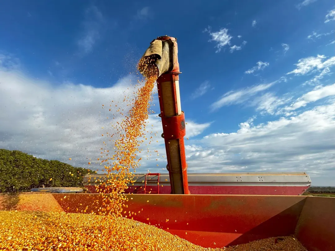 Milho firme perto de R$ 65 a saca e o produtor segurando o grão no silo