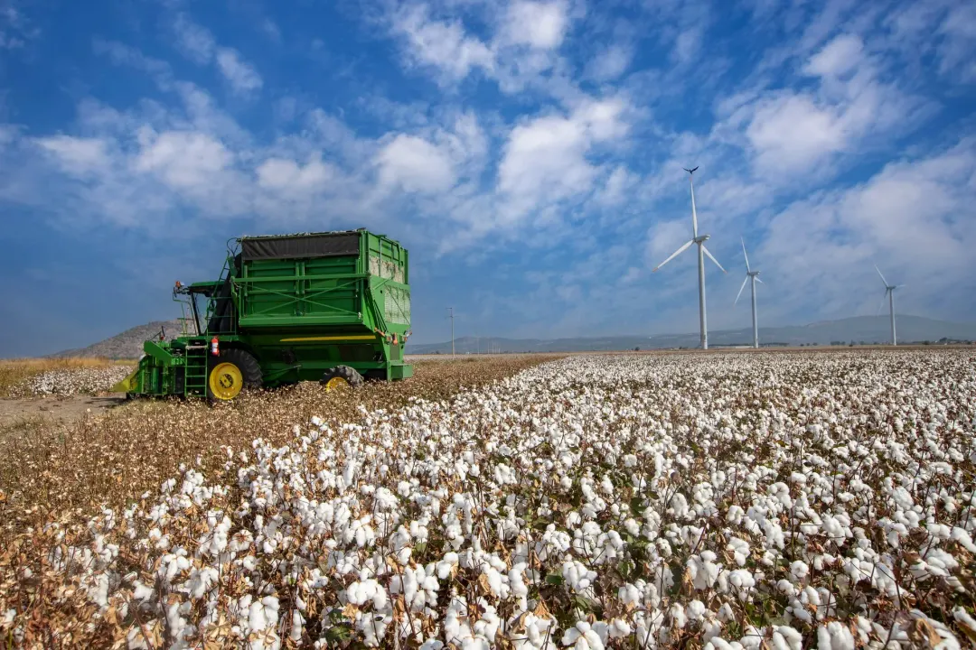 Mato Grosso fecha a safra 2025/26 de algodão com 322,35 arrobas por hectare e o relógio do custo passa a correr no pátio
