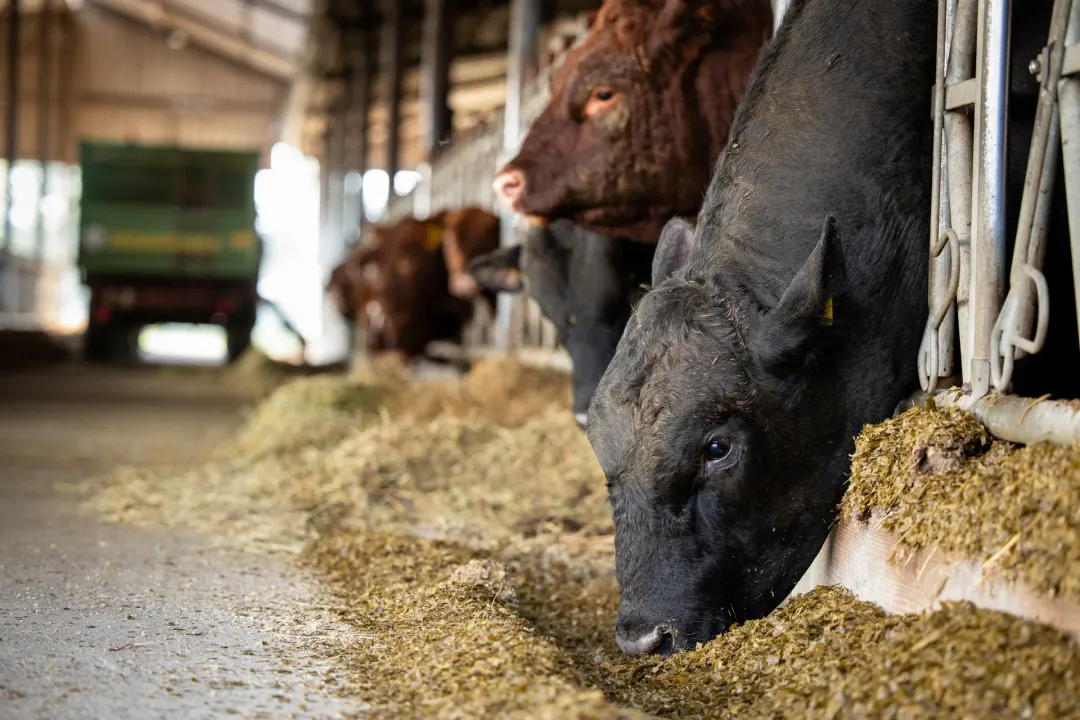 Produção de carne bovina cai para 11,41 milhões de toneladas em 2027 e a exportação sobe: sobra menos boi pra quem termina no cocho