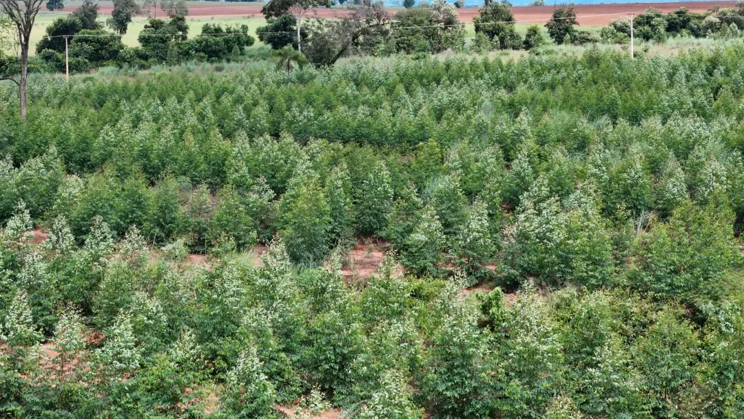 John Deere assina com a brasileira CMAK e a máquina entra na floresta antes da colheita