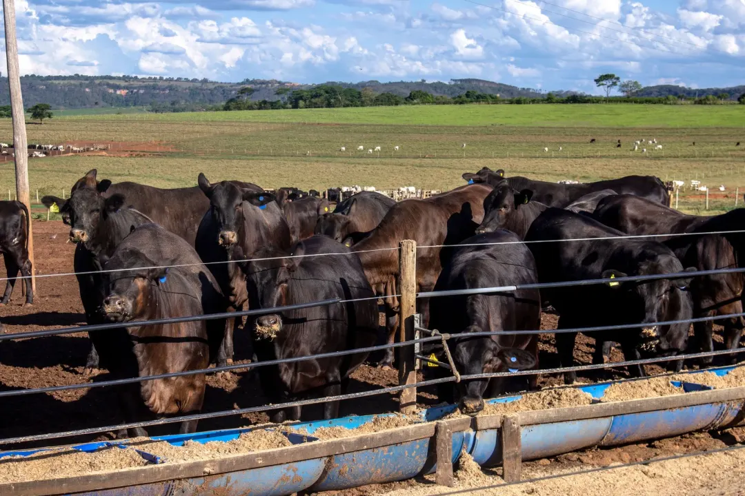 Exportação de carne bovina cai 27,1% em agosto, mas a tonelada sobe 10,1%