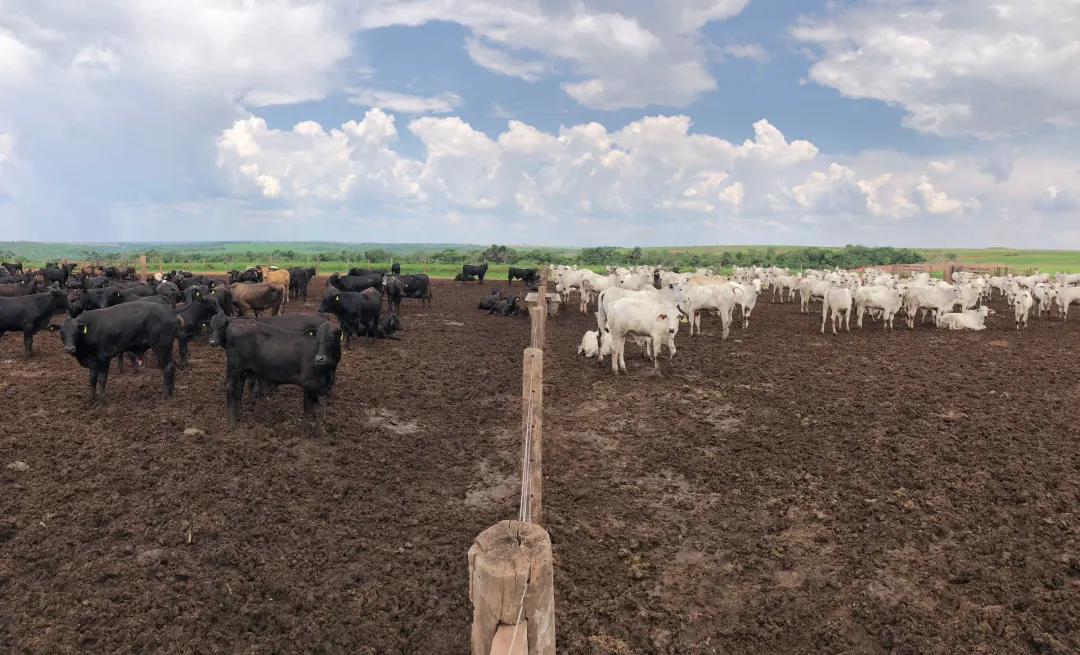 Confinar boi ficou mais caro em Mato Grosso mesmo com o milho 13,86% mais barato